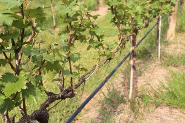 Yeni filizlenen üzüm yaprakları