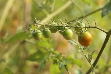 Dallar kiraz domates