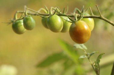 Dallar kiraz domates