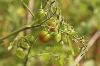 Dallar kiraz domates