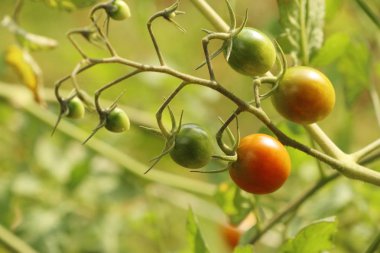 Dallar kiraz domates