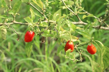 Bahçe içinde Brezilya biber