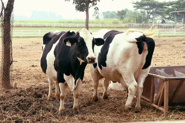 Αγελάδα στην εκμετάλλευση — Φωτογραφία Αρχείου