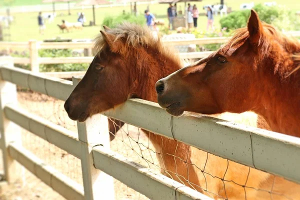 Cavalo na fazenda — Fotografia de Stock