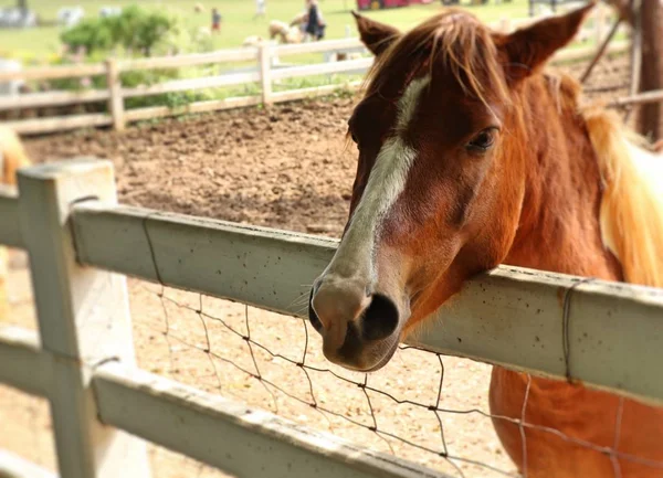Häst på gården — Stockfoto