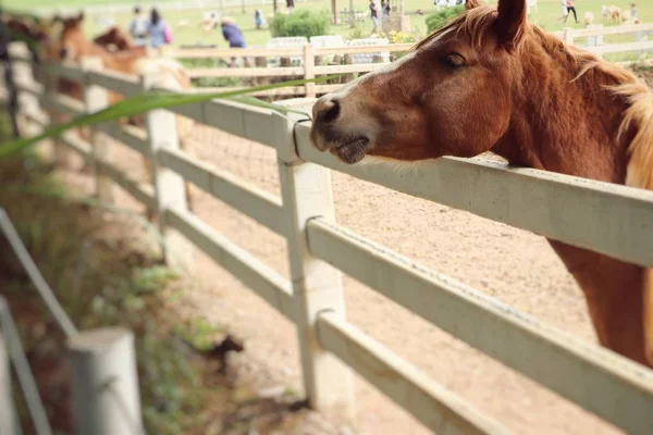 Cavalo na fazenda — Fotografia de Stock