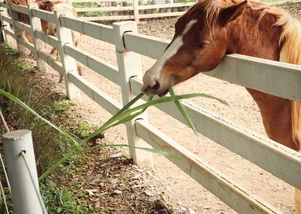 Cavallo in fattoria — Foto Stock