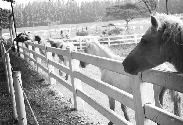 Pferd auf dem Bauernhof — Stockfoto