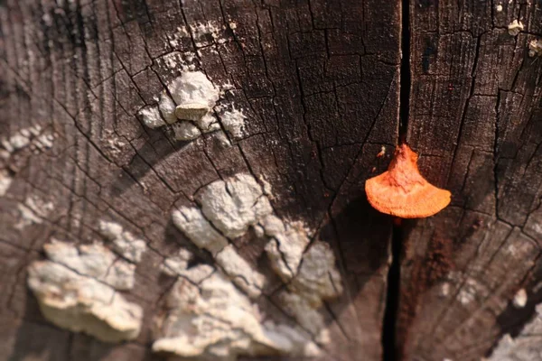 Verse champignons op hout — Stockfoto