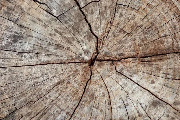 Wood bakgrund konsistens vintage — Stockfoto