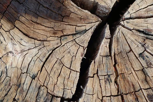 Wood bakgrund konsistens vintage — Stockfoto