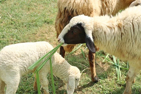 Ovelhas na fazenda — Fotografia de Stock