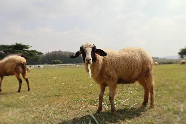 Moutons à la ferme — Photo