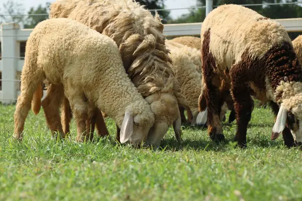 Owce w gospodarstwie — Zdjęcie stockowe