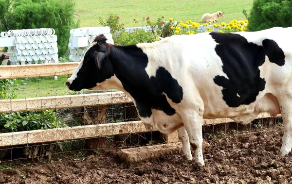 Tehén a gazdaságban — Stock Fotó