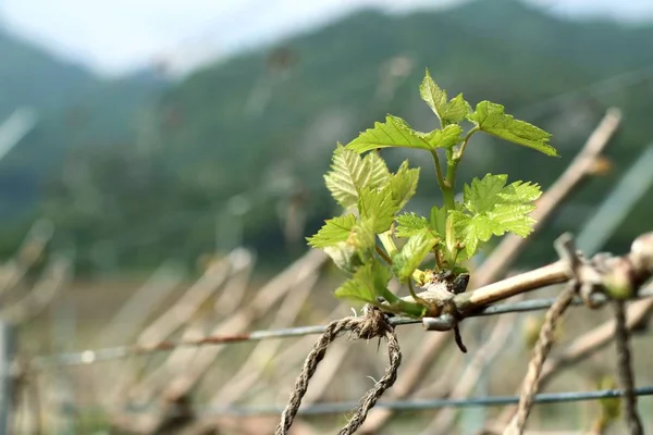 Виноградне листя, нові проростання — стокове фото