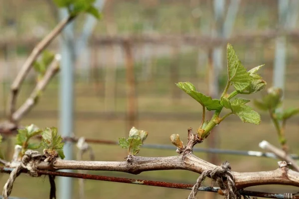 La uva deja nuevos brotes — Foto de Stock