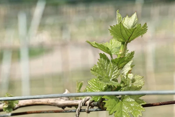 La uva deja nuevos brotes — Foto de Stock