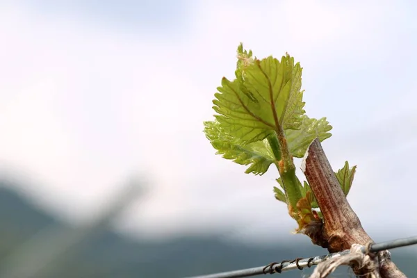 Foglie d'uva nuovo germoglio — Foto Stock