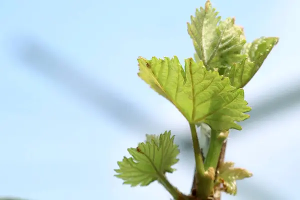 Grape leaves new sprouting — Stock Photo, Image