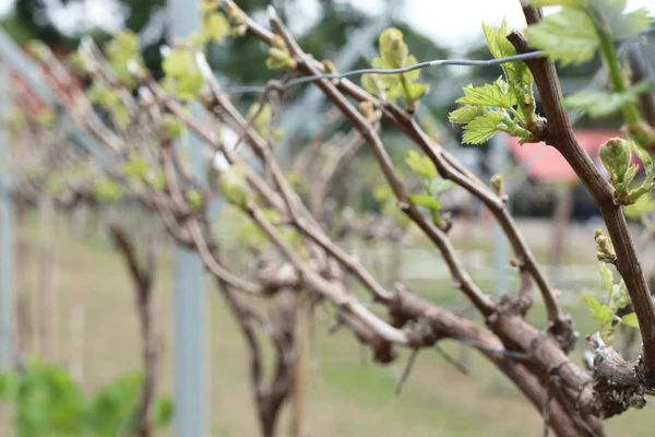 La uva deja nuevos brotes — Foto de Stock