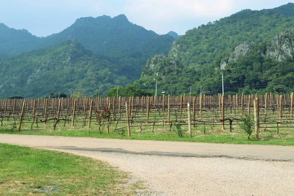 Straße im Weinberg — Stockfoto