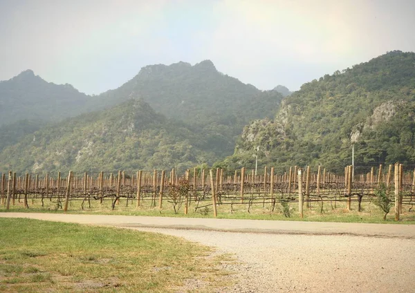 Strada nel vigneto — Foto Stock