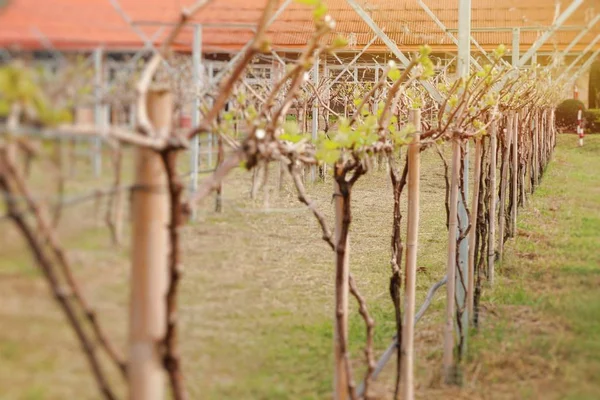 Kebun anggur di alam — Stok Foto