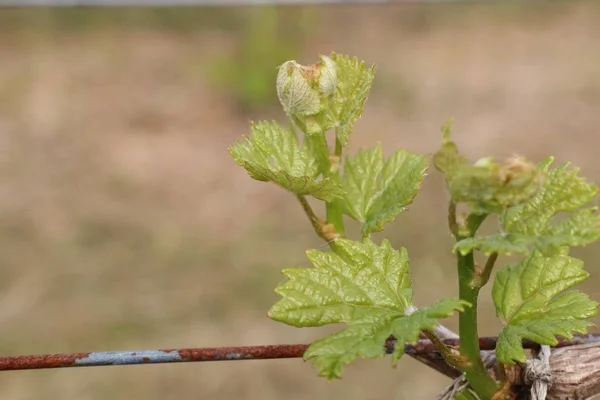 La uva deja nuevos brotes — Foto de Stock