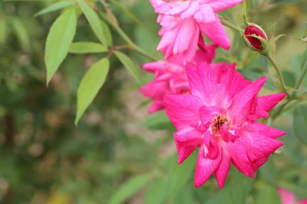 Rose rosa in natura — Foto Stock