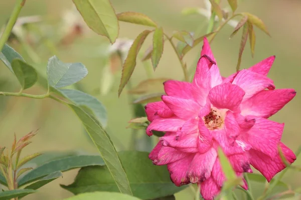 Rose rosa in natura — Foto Stock