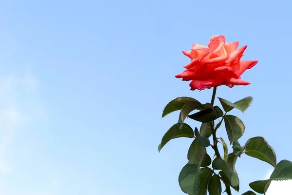Rose na obloze — Stock fotografie