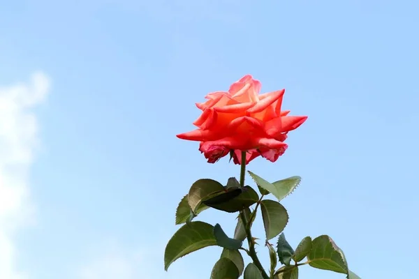 Rose na obloze — Stock fotografie