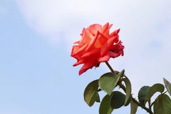 Rose on the sky — Stock Photo, Image