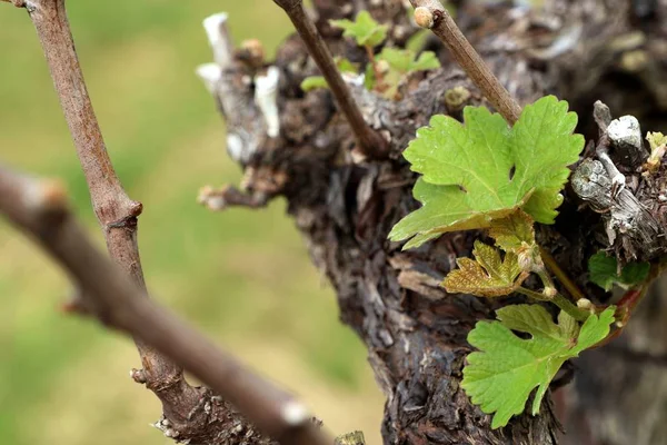 La uva deja nuevos brotes — Foto de Stock