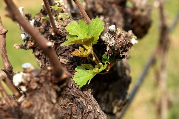 La uva deja nuevos brotes — Foto de Stock