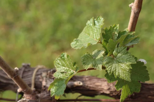 Grape leaves new sprouting — Stock Photo, Image