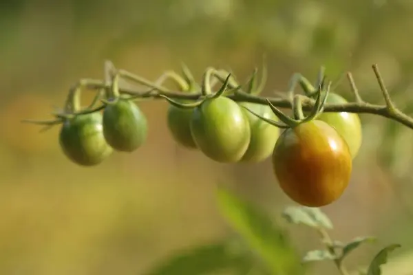 Gałęzie z pomidorów cherry — Zdjęcie stockowe