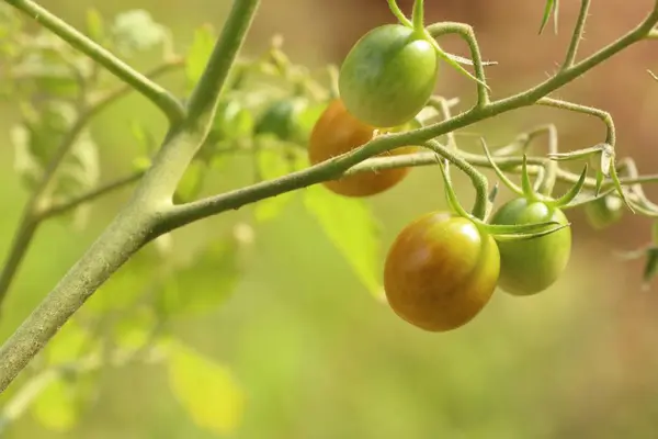 Branches de tomates cerises — Photo