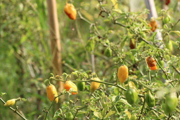 Chili en el jardín — Foto de Stock