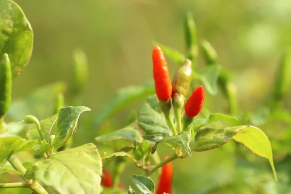 Chili pepper in garden — Stock Photo, Image