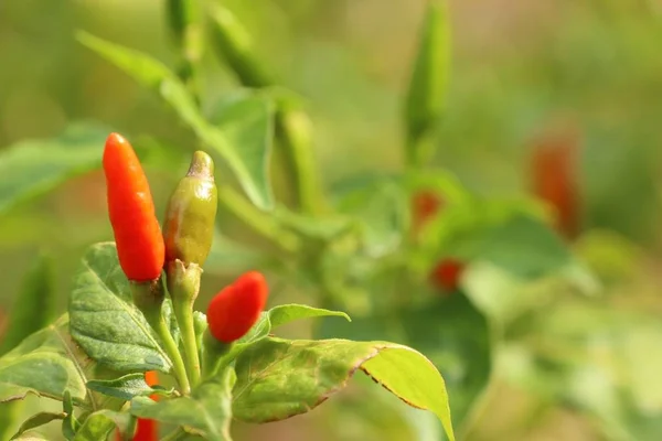 Chili en el jardín — Foto de Stock