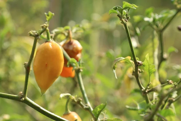 Brasilianische Paprika im Garten — Stockfoto