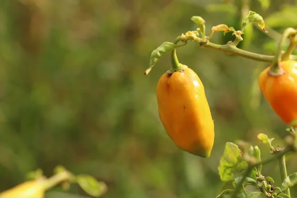 Pimientos de Brasil en el jardín — Foto de Stock