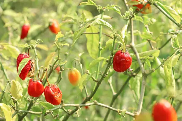 Pimientos de Brasil en el jardín — Foto de Stock