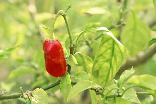 Brazil peppers in garden — Stock Photo, Image