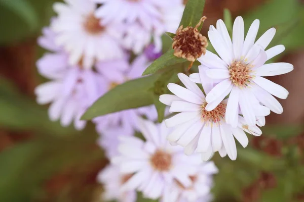 Diasy bloem in de natuur — Stockfoto