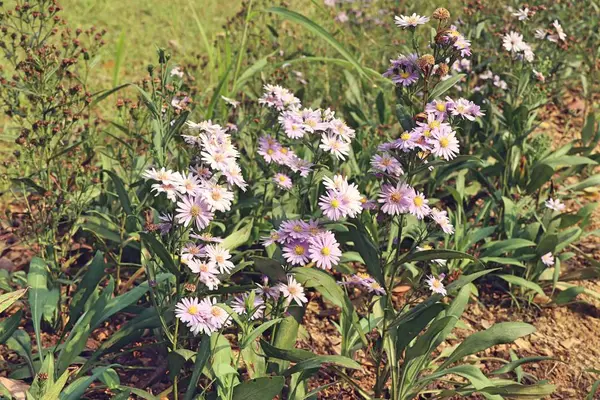 Diasy bloem in de natuur — Stockfoto
