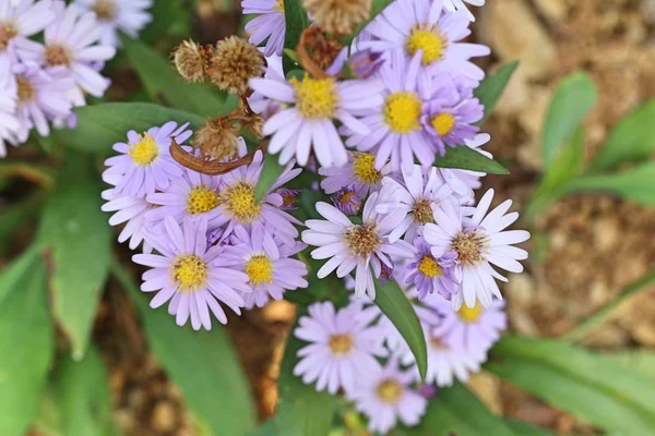 Diasy virág a természetben — Stock Fotó