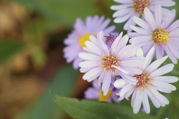 Diasy Blume in der Natur — Stockfoto